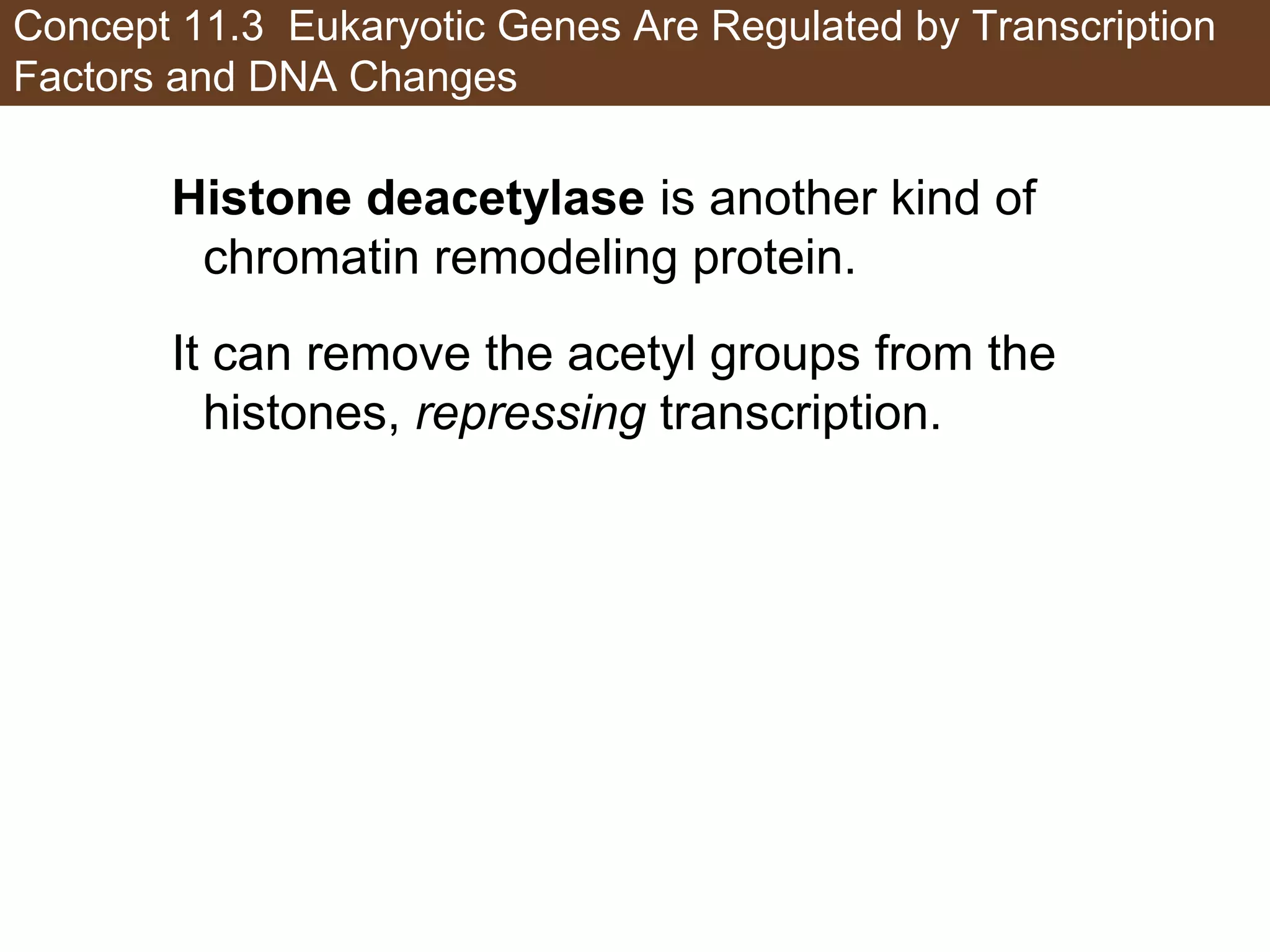 Concept 11.3 Eukaryotic Genes Are Regulated by Transcription
Factors and DNA Changes
Histone deacetylase is another kind of
chromatin remodeling protein.
It can remove the acetyl groups from the
histones, repressing transcription.
 