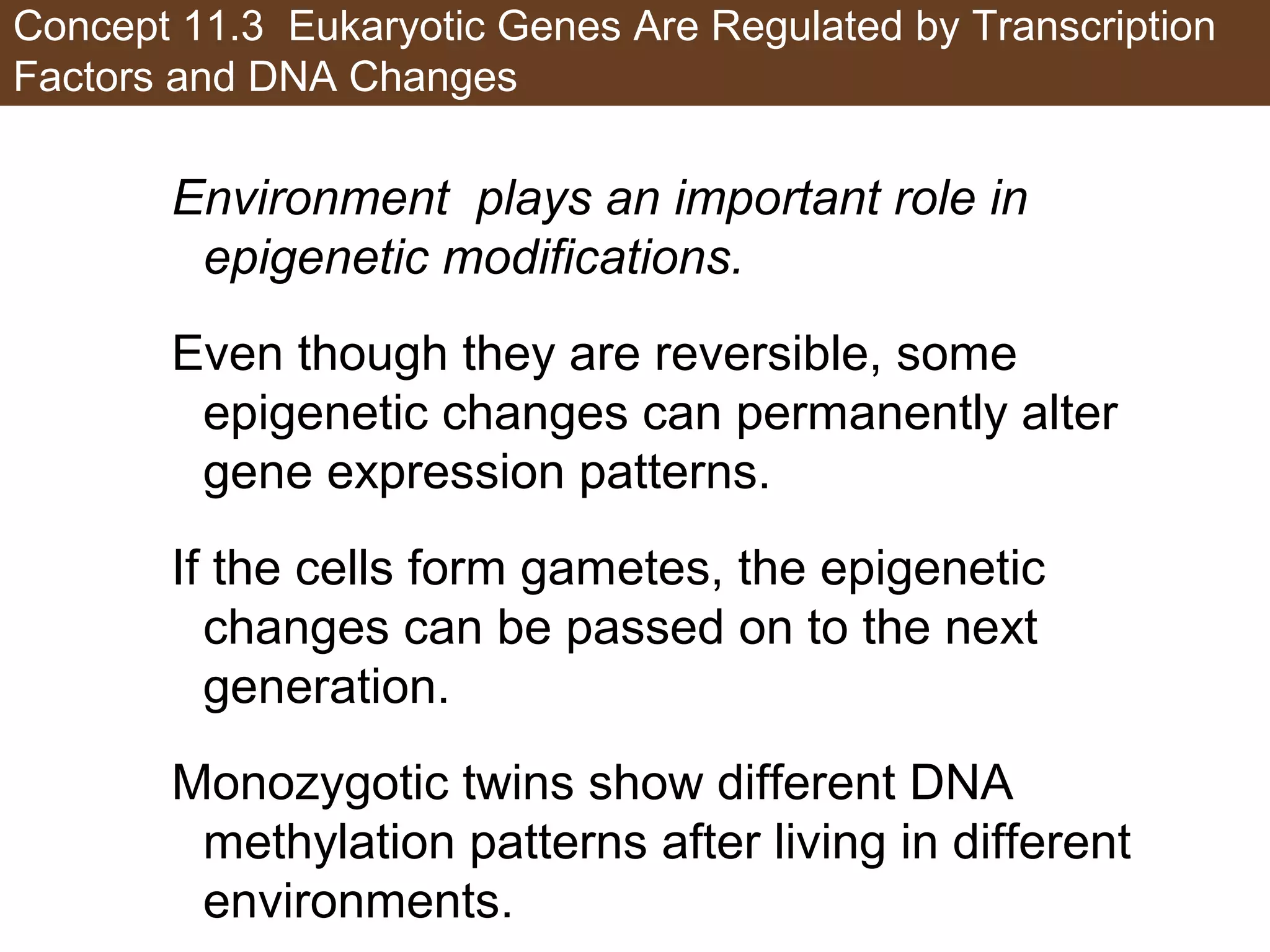Concept 11.3 Eukaryotic Genes Are Regulated by Transcription
Factors and DNA Changes
Environment plays an important role in
epigenetic modifications.
Even though they are reversible, some
epigenetic changes can permanently alter
gene expression patterns.
If the cells form gametes, the epigenetic
changes can be passed on to the next
generation.
Monozygotic twins show different DNA
methylation patterns after living in different
environments.
 
