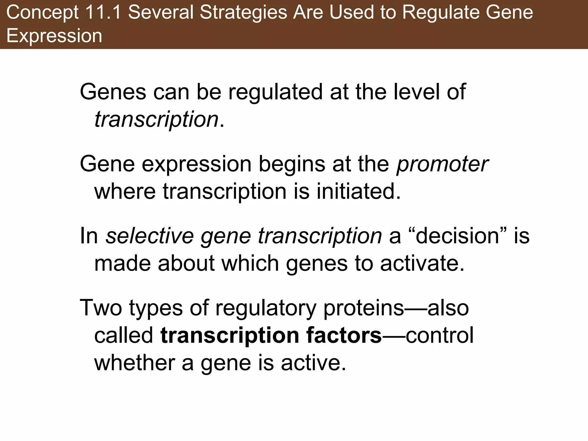Concept 11.1 Several Strategies Are Used to Regulate Gene
Expression
Genes can be regulated at the level of
transcription.
Gene expression begins at the promoter
where transcription is initiated.
In selective gene transcription a “decision” is
made about which genes to activate.
Two types of regulatory proteins—also
called transcription factors—control
whether a gene is active.
 