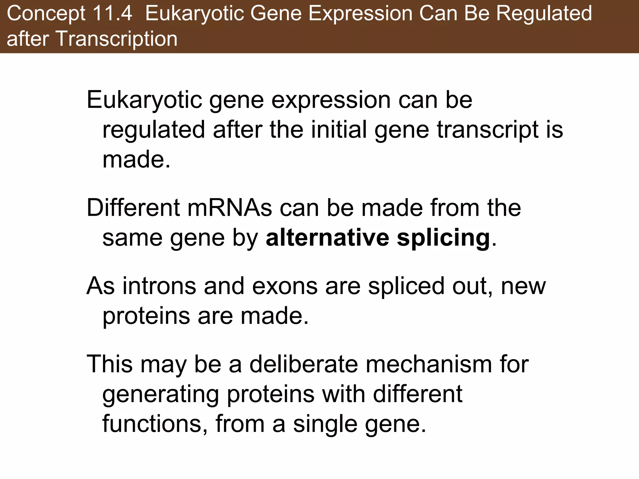 Concept 11.4 Eukaryotic Gene Expression Can Be Regulated
after Transcription
Eukaryotic gene expression can be
regulated after the initial gene transcript is
made.
Different mRNAs can be made from the
same gene by alternative splicing.
As introns and exons are spliced out, new
proteins are made.
This may be a deliberate mechanism for
generating proteins with different
functions, from a single gene.
 