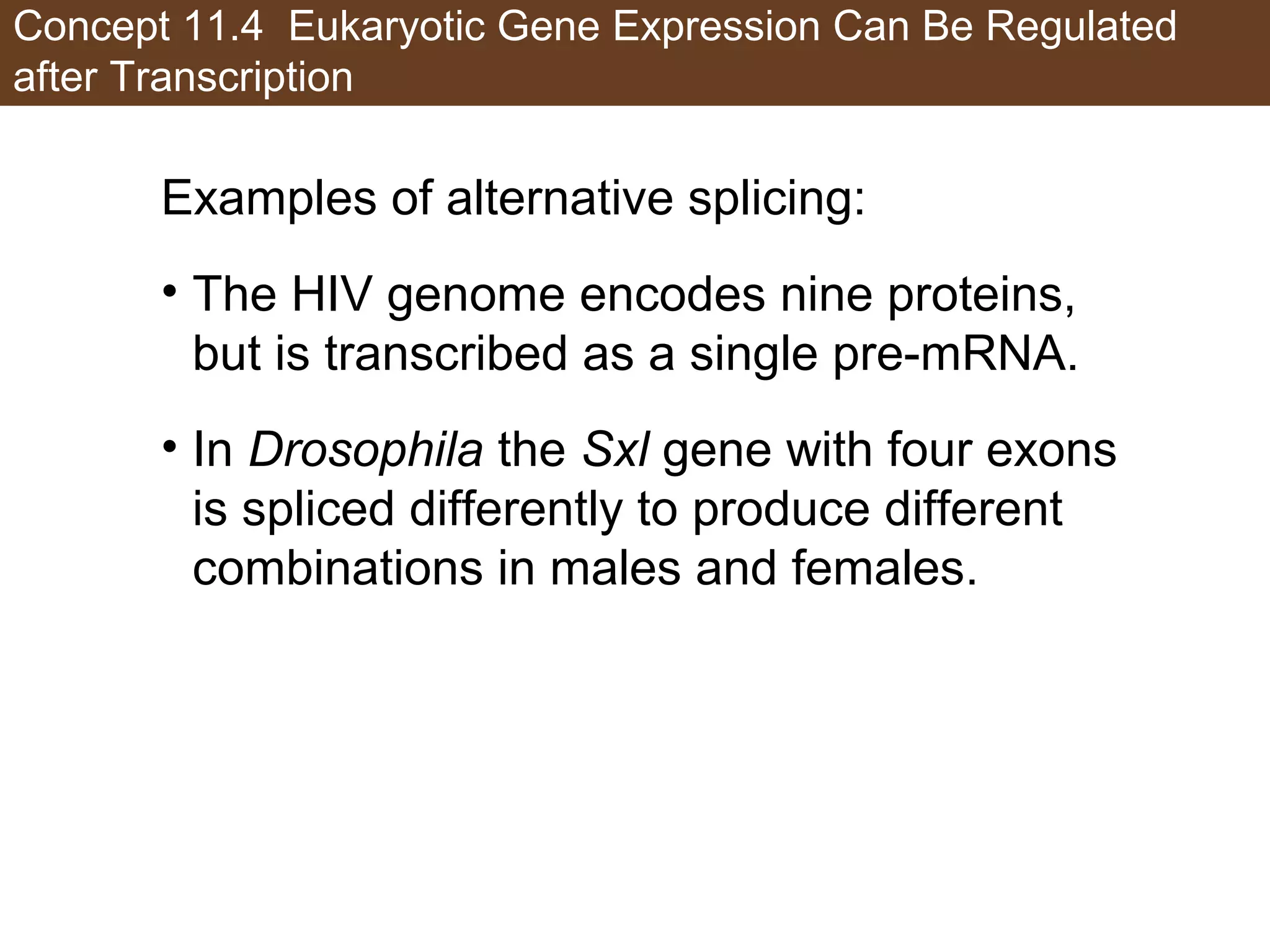 Concept 11.4 Eukaryotic Gene Expression Can Be Regulated
after Transcription
Examples of alternative splicing:
• The HIV genome encodes nine proteins,
but is transcribed as a single pre-mRNA.
• In Drosophila the Sxl gene with four exons
is spliced differently to produce different
combinations in males and females.
 