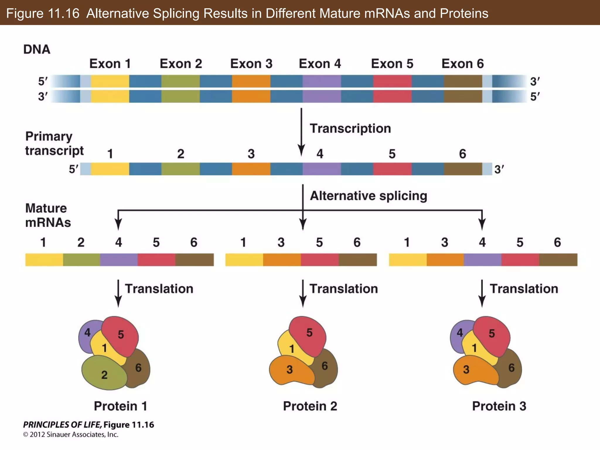 Figure 11.16 Alternative Splicing Results in Different Mature mRNAs and Proteins
 
