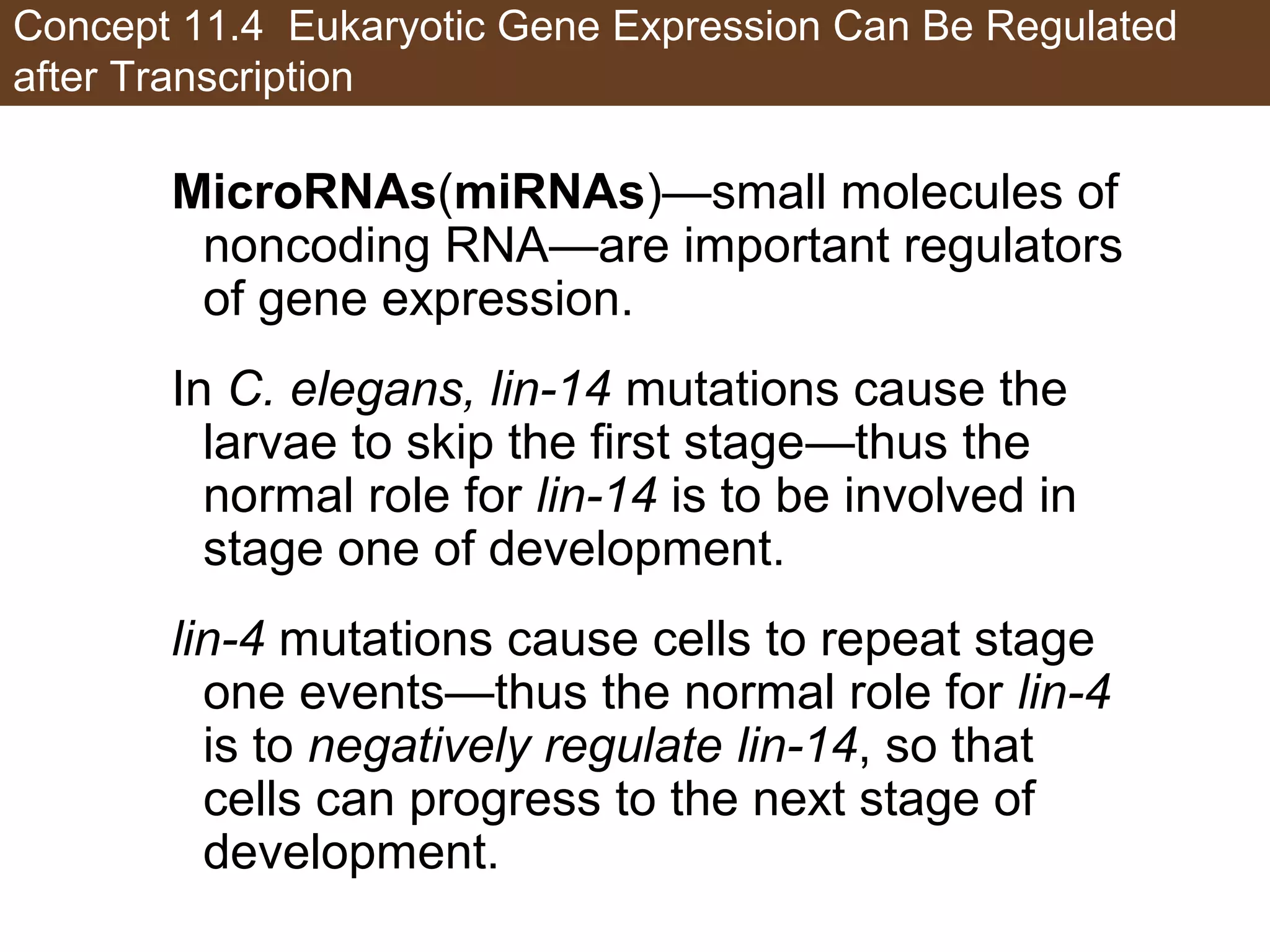 Concept 11.4 Eukaryotic Gene Expression Can Be Regulated
after Transcription
MicroRNAs(miRNAs)—small molecules of
noncoding RNA—are important regulators
of gene expression.
In C. elegans, lin-14 mutations cause the
larvae to skip the first stage—thus the
normal role for lin-14 is to be involved in
stage one of development.
lin-4 mutations cause cells to repeat stage
one events—thus the normal role for lin-4
is to negatively regulate lin-14, so that
cells can progress to the next stage of
development.
 