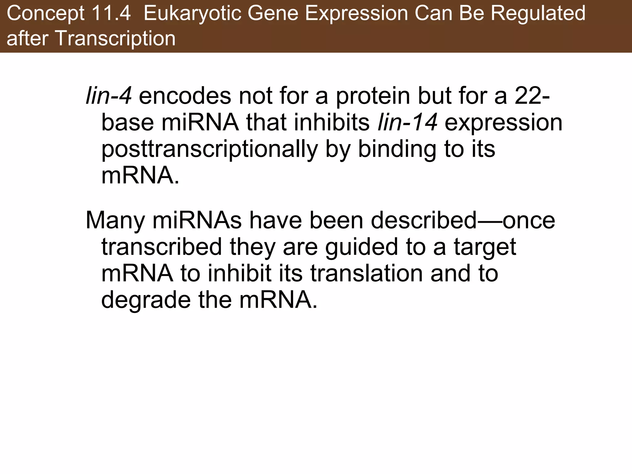 Concept 11.4 Eukaryotic Gene Expression Can Be Regulated
after Transcription
lin-4 encodes not for a protein but for a 22-
base miRNA that inhibits lin-14 expression
posttranscriptionally by binding to its
mRNA.
Many miRNAs have been described—once
transcribed they are guided to a target
mRNA to inhibit its translation and to
degrade the mRNA.
 