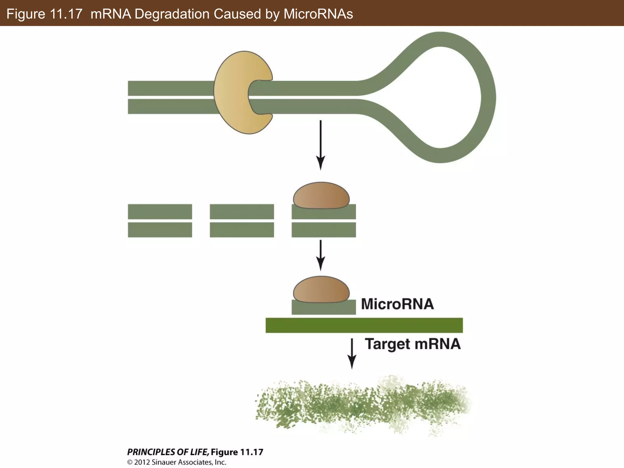 Figure 11.17 mRNA Degradation Caused by MicroRNAs
 