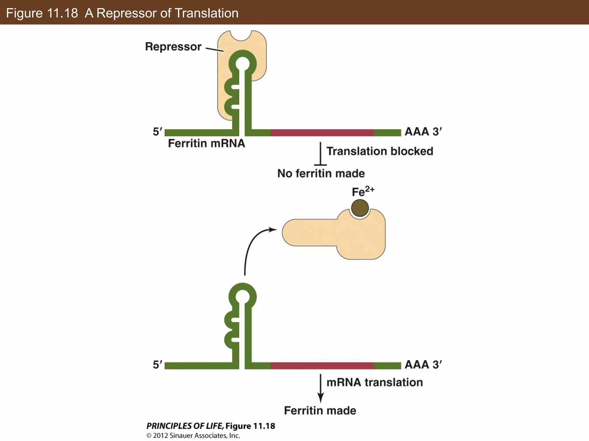 Figure 11.18 A Repressor of Translation
 