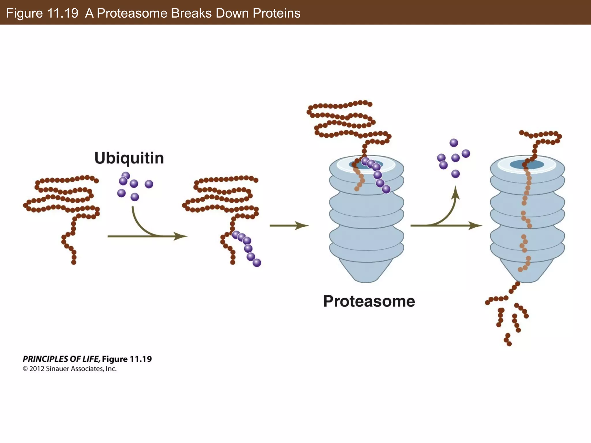 Figure 11.19 A Proteasome Breaks Down Proteins
 