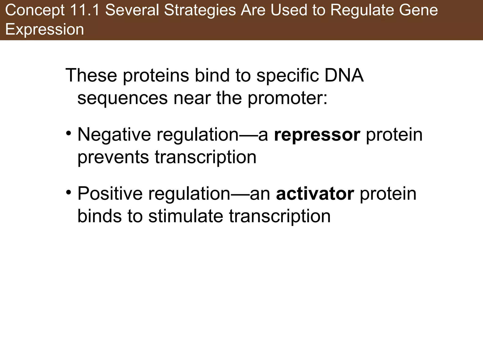 Concept 11.1 Several Strategies Are Used to Regulate Gene
Expression
These proteins bind to specific DNA
sequences near the promoter:
• Negative regulation—a repressor protein
prevents transcription
• Positive regulation—an activator protein
binds to stimulate transcription
 