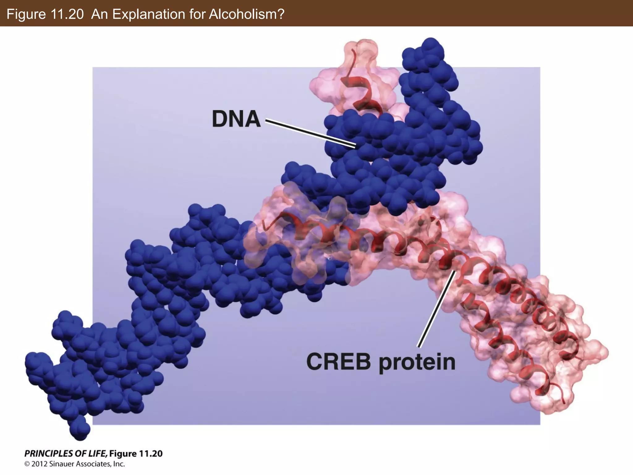 Figure 11.20 An Explanation for Alcoholism?
 