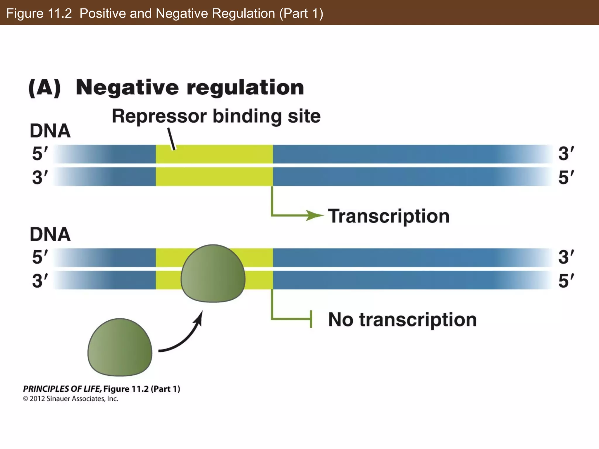 Figure 11.2 Positive and Negative Regulation (Part 1)
 