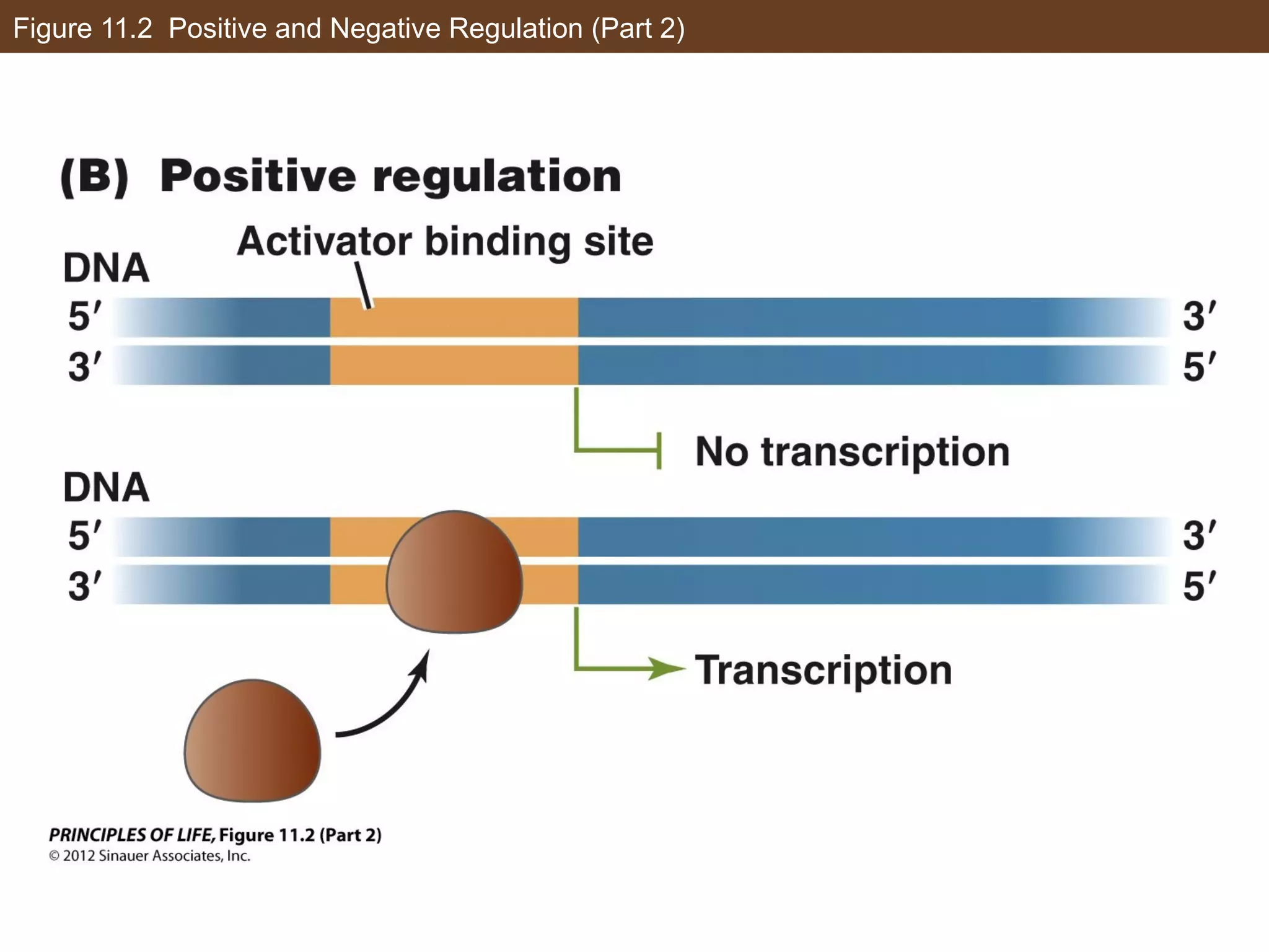 Figure 11.2 Positive and Negative Regulation (Part 2)
 