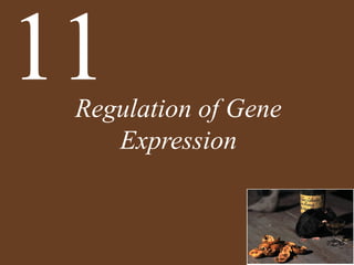 Regulation of Gene
Expression
11
 