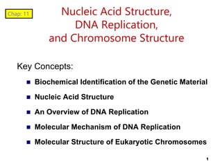  Biochemical Identification of the Genetic Material
 Nucleic Acid Structure
 An Overview of DNA Replication
 Molecular Mechanism of DNA Replication
 Molecular Structure of Eukaryotic Chromosomes
1
Key Concepts:
Nucleic Acid Structure,
DNA Replication,
and Chromosome Structure
Chap: 11
 