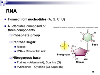 RNA
 Formed from nucleotides (A, G, C, U)
 Nucleotides composed of
three components
 Phosphate group
 Pentose sugar
 Ribose
 RNA = Ribonucleic Acid
 Nitrogenous base
 Purines – Adenine (A), Guanine (G)
 Pyrimidines – Cytosine (C), Uracil (U)
10
Base
Phosphate
Ribose
H
OH
 
