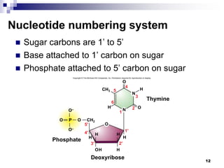  Sugar carbons are 1’ to 5’
 Base attached to 1’ carbon on sugar
 Phosphate attached to 5’ carbon on sugar
12
Nucleotide numbering system
Copyright © The McGraw-Hill Companies, Inc. Permission required for reproduction or display.
H
H
H
OH
H
H
O
O
O–
O–
5′
4′ 1′
2′
3′
3
2
1
6
5
4
P
O
O
H
H
N
O
N
Thymine
CH3
CH2
Phosphate
Deoxyribose
 