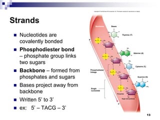 Strands
 Nucleotides are
covalently bonded
 Phosphodiester bond
– phosphate group links
two sugars
 Backbone – formed from
phosphates and sugars
 Bases project away from
backbone
 Written 5’ to 3’
 ex: 5’ – TACG – 3’
13
Copyright © The McGraw-Hill Companies, Inc. Permission required for reproduction or display.
O
H
H
N
O
O–
N
N
H
N
N
H
H
H
3′
2′
3′
N
Thymine (T)
Adenine (A)
Bases
Backbone
CH3
Sugar (deoxyribose)
OH
H
Phosphate
NH2
H H
O
O P
O–
O
O
O
5′
4′
3′
P
5′ CH2
CH2
H
H
H
O
1′
2′
O
O
N
N
H
H
H
H
H
O
O
O P
O–
H
N
N
N
H
N
H
H
O
O
O
O
P
5′
4′ 1′
2′
3′
5′
4′ 1′
Cytosine (C)
Guanine (G)
Phosphodiester
linkage
Single
nucleotide
CH2
NH2
NH2
CH2
H
H
H
H
H
O
1′
2′
3′
O
H
H
O–
5′
4′
O–
 
