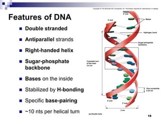  Double stranded
 Antiparallel strands
 Right-handed helix
 Sugar-phosphate
backbone
 Bases on the inside
 Stabilized by H-bonding
 Specific base-pairing
 ~10 nts per helical turn
18
Features of DNA
Copyright © The McGraw-Hill Companies, Inc. Permission required for reproduction or display.
Bases
Hydrogen bond
2 nm
(a) Double helix
5′ end
3′ end
Sugar-phosphate
backbone
One nucleotide
0.34 nm
3′ end
5′ end
Complete turn
of the helix
3.4 nm
 