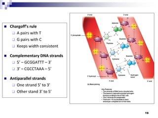  Chargoff’s rule
 A pairs with T
 G pairs with C
 Keeps width consistent
 Complementary DNA strands
 5’ – GCGGATTT – 3’
 3’ – CGCCTAAA – 5’
 Antiparallel strands
 One strand 5’ to 3’
 Other stand 3’ to 5’
19
 