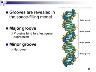  Grooves are revealed in
the space-filling model
 Major groove
 Proteins bind to affect gene
expression
 Minor groove
 Narrower
20
Copyright © The McGraw-Hill Companies, Inc. Permission required for reproduction or display.
Major groove
Minor groove
Major groove
Minor groove
 