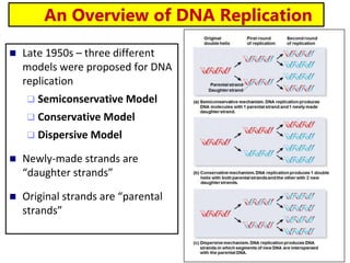  Late 1950s – three different
models were proposed for DNA
replication
 Semiconservative Model
 Conservative Model
 Dispersive Model
 Newly-made strands are
“daughter strands”
 Original strands are “parental
strands”
21
An Overview of DNA Replication
 