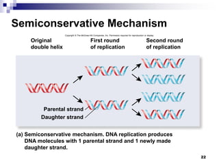 22
Semiconservative Mechanism
Copyright © The McGraw-Hill Companies, Inc. Permission required for reproduction or display.
Second round
of replication
First round
of replication
Original
double helix
Parental strand
Daughter strand
(a) Semiconservative mechanism. DNA replication produces
DNA molecules with 1 parental strand and 1 newly made
daughter strand.
 
