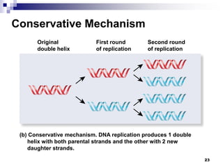 23
Conservative Mechanism
Second round
of replication
First round
of replication
Original
double helix
(b) Conservative mechanism. DNA replication produces 1 double
helix with both parental strands and the other with 2 new
daughter strands.
 