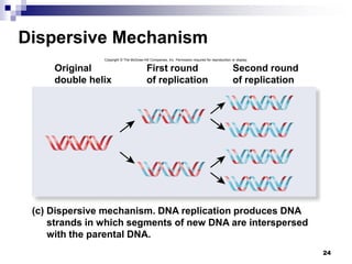 24
Dispersive Mechanism
Copyright © The McGraw-Hill Companies, Inc. Permission required for reproduction or display.
Second round
of replication
First round
of replication
Original
double helix
(c) Dispersive mechanism. DNA replication produces DNA
strands in which segments of new DNA are interspersed
with the parental DNA.
 