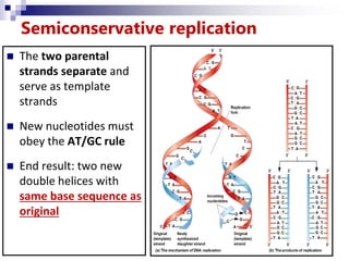 Semiconservative replication
 The two parental
strands separate and
serve as template
strands
 New nucleotides must
obey the AT/GC rule
 End result: two new
double helices with
same base sequence as
original
 
