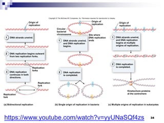 34
Copyright © The McGraw-Hill Companies, Inc. Permission required for reproduction or display.
2
1
3
2
DNA strands unwind.
DNA replication begins outward
from two replication forks.
DNA replication
continues in both
directions.
2
Replication
forks
Replication
fork
Replication
fork
DNA replication
is completed.
Site where
DNA replication
ends
DNA strands unwind,
and DNA replication
begins.
DNA strands unwind,
and DNA replication
begins at multiple
origins of replication.
DNA replication
is completed.
Kinetochore proteins
at the centromere
(c) Multiple origins of replication in eukaryotes
(b) Single origin of replication in bacteria
(a) Bidirectional replication
Circular
bacterial
chromosome
Origin of
replication
Origin of
replication
Origin of
replication
1
1
https://www.youtube.com/watch?v=yyUNaSQf4zs
 
