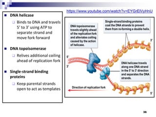  DNA helicase
 Binds to DNA and travels
5’ to 3’ using ATP to
separate strand and
move fork forward
 DNA topoisomerase
 Relives additional coiling
ahead of replication fork
 Single-strand binding
proteins
 Keep parental strands
open to act as templates
36
https://www.youtube.com/watch?v=EYGrElVyHnU
 