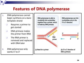 Features of DNA polymerase
1. DNA polymerase cannot
begin synthesis on a bare
template strand
 Requires a primer to
get started
 DNA primase makes
the primer from RNA
 The RNA primer is
removed and replaced
with DNA later
2. DNA polymerase only
works 5’ to 3’
39
 