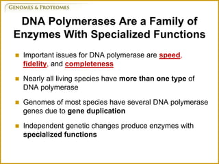 DNA Polymerases Are a Family of
Enzymes With Specialized Functions
 Important issues for DNA polymerase are speed,
fidelity, and completeness
 Nearly all living species have more than one type of
DNA polymerase
 Genomes of most species have several DNA polymerase
genes due to gene duplication
 Independent genetic changes produce enzymes with
specialized functions
 
