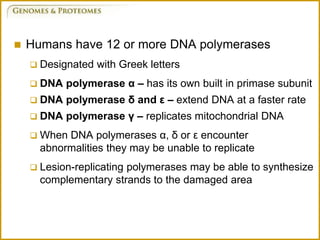  Humans have 12 or more DNA polymerases
 Designated with Greek letters
 DNA polymerase α – has its own built in primase subunit
 DNA polymerase δ and ε – extend DNA at a faster rate
 DNA polymerase γ – replicates mitochondrial DNA
 When DNA polymerases α, δ or ε encounter
abnormalities they may be unable to replicate
 Lesion-replicating polymerases may be able to synthesize
complementary strands to the damaged area
 