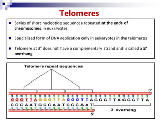Telomeres
 Series of short nucleotide sequences repeated at the ends of
chromosomes in eukaryotes
 Specialized form of DNA replication only in eukaryotes in the telomeres
 Telomere at 3’ does not have a complementary strand and is called a 3’
overhang
 
