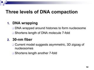 Three levels of DNA compaction
1. DNA wrapping
 DNA wrapped around histones to form nucleosome
 Shortens length of DNA molecule 7-fold
2. 30-nm fiber
 Current model suggests asymmetric, 3D zigzag of
nucleosomes
 Shortens length another 7-fold
52
 