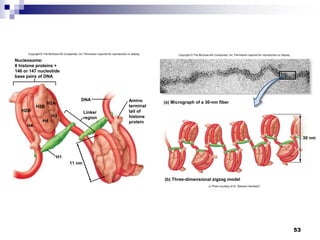53
Copyright © The McGraw-Hill Companies, Inc. Permission required for reproduction or display.
Nucleosome:
8 histone proteins +
146 or 147 nucleotide
base pairs of DNA
DNA
Linker
region
Amino
terminal
tail of
histone
protein
H2B
H2B
H4
H4
H2A
H3
H1
11 nm
30 nm
(a) Micrograph of a 30-nm fiber
(b) Three-dimensional zigzag model
a: Photo courtesy of Dr. Barbara HamkaloZ
Copyright © The McGraw-Hill Companies, Inc. Permission required for reproduction or display.
 