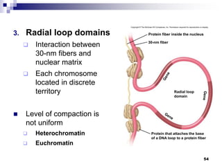 3. Radial loop domains
 Interaction between
30-nm fibers and
nuclear matrix
 Each chromosome
located in discrete
territory
 Level of compaction is
not uniform
 Heterochromatin
 Euchromatin
54
Copyright © The McGraw-Hill Companies, Inc. Permission required for reproduction or display.
Protein fiber inside the nucleus
30-nm fiber
Radial loop
domain
Protein that attaches the base
of a DNA loop to a protein fiber
 