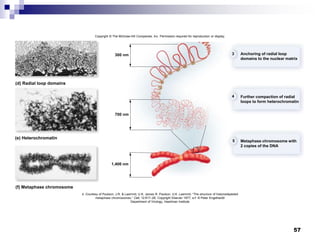 57
Copyright © The McGraw-Hill Companies, Inc. Permission required for reproduction or display.
4
3
5
Anchoring of radial loop
domains to the nuclear matrix
Further compaction of radial
loops to form heterochromatin
Metaphase chromosome with
2 copies of the DNA
1,400 nm
700 nm
300 nm
(d) Radial loop domains
(e) Heterochromatin
(f) Metaphase chromosome
d: Courtesy of Paulson, J.R. & Laemmli, U.K. James R. Paulson, U.K. Laemmli, “The structure of histonedepleted
metaphase chromosomes,” Cell, 12:817–28, Copyright Elsevier 1977; e-f: © Peter Engelhardt/
Department of Virology, Haartman Institute
 