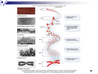 58
Copyright © The McGraw-Hill Companies, Inc. Permission required for reproduction or display.
2 nm
30 nm
1
4
3
2
5
11 nm
Histone H1
Wrapping of DNA around
histone proteins
Formation of a 3-dimensional
zigzag structure via histone
H1 and other DNA-binding
proteins
Anchoring of radial loop
domains to the nuclear matrix
Further compaction of radial
loops to form heterochromatin
Metaphase chromosome with
2 copies of the DNA
1,400 nm
700 nm
300 nm
Histones
Nucleosome
DNA double helix
(a) DNA double helix
(b) Nucleosomes (“beads on a string”)
(c) 30-nm fiber
(d) Radial loop domains
(e) Heterochromatin
(f) Metaphase chromosome
a: © Dr. Gopal Murti/Visuals Unlimited; b: © Ada L. Olins and Donald E. Olins/Biological Photo Service; c: Courtesy Dr. Jerome B. Rattner, Cell Biology and
Anatomy, University of Calgary; d: Courtesy of Paulson, J.R. & Laemmli, U.K. James R. Paulson, U.K. Laemmli, “The structure of histonedepleted
metaphase chromosomes,” Cell, 12:817–28, Copyright Elsevier 1977; e-f: © Peter Engelhardt/Department of Virology, Haartman Institute
 