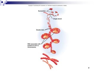 7
Copyright © The McGraw-Hill Companies, Inc. Permission required for reproduction or display.
Single strand
Nucleotides
Double helix
DNA associates with
proteins to form a
chromosome.
 