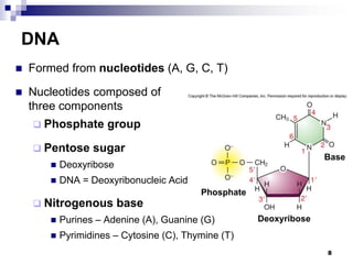 DNA
 Formed from nucleotides (A, G, C, T)
 Nucleotides composed of
three components
 Phosphate group
 Pentose sugar
 Deoxyribose
 DNA = Deoxyribonucleic Acid
 Nitrogenous base
 Purines – Adenine (A), Guanine (G)
 Pyrimidines – Cytosine (C), Thymine (T)
8
Base
Phosphate
Deoxyribose
 