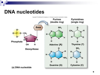 9
DNA nucleotides
Copyright © The McGraw-Hill Companies, Inc. Permission required for reproduction or display.
(a) DNA nucleotide
Phosphate
Deoxyribose
Base
Thymine (T)
Adenine (A)
Cytosine (C)
Guanine (G)
NH2
O
H
H
N
N
NH2
N
H H
H H
N
H
N
N
O
NH2
H
N
N
N
H
N
H
H
OH
H
H
O
O
O–
CH2
O–
P
O
H
H
O
N
O
N
H
Purines
(double ring)
Pyrimidines
(single ring)
CH3
 