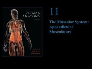 © 2012 Pearson Education, Inc. 
11 
The Muscular System: 
Appendicular 
Musculature 
PowerPoint® Lecture Presentations prepared by 
Steven Bassett 
Southeast Community College 
Lincoln, Nebraska 
 