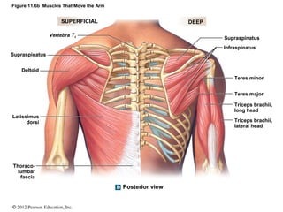 Figure 11.6b Muscles That Move the Arm 
SUPERFICIAL DEEP 
© 2012 Pearson Education, Inc. 
Posterior view 
Vertebra T1 
Sup...
