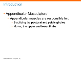 Introduction 
• Appendicular Musculature 
• Appendicular muscles are responsible for: 
• Stabilizing the pectoral and pelv...