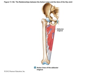 Figure 11.14b The Relationships between the Action Lines and the Axis of the Hip Joint 
© 2012 Pearson Education, Inc. 
Ad...