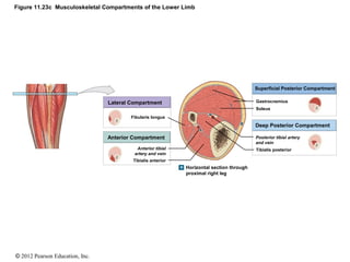 Figure 11.23c Musculoskeletal Compartments of the Lower Limb 
© 2012 Pearson Education, Inc. 
Lateral Compartment 
Anterio...