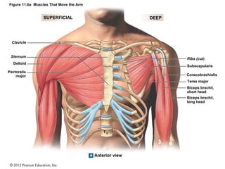 Figure 11.6a Muscles That Move the Arm 
SUPERFICIAL DEEP 
Clavicle 
Sternum 
Deltoid 
Pectoralis 
major 
© 2012 Pearson Ed...