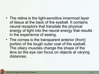 11 | 7
Copyright © Cengage Learning. All rights reserved.
• The retina is the light-sensitive innermost layer
of tissue at the back of the eyeball. It contains
neural receptors that translate the physical
energy of light into the neural energy that results
in the experience of seeing.
• The cornea is the transparent anterior (front)
portion of the tough outer coat of the eyeball.
The ciliary muscles change the shape of the
lens so the eye can focus on objects at varying
distances.
 