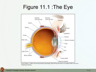 11 | 8
Copyright © Cengage Learning. All rights reserved.
Figure 11.1 :The Eye
From Freberg, L. (2006). Discovering biological psychology. Reprinted by permission of Houghton Miffl in Harcourt
Publishing Company.
 